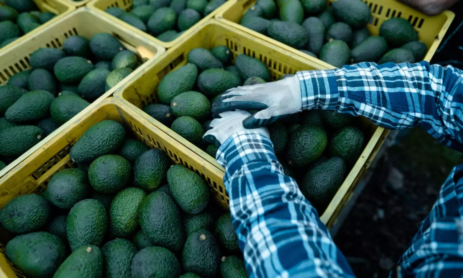 fresh-but-fragile-african-perishables-need-a-logistics-fix